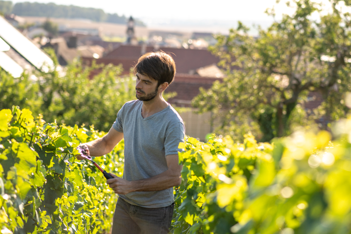Emilien Allouchery im Weinberg